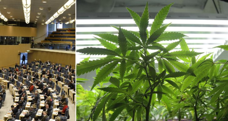 Riksdagen, Cannabis, Nyheter24, Enkät, Marijuana